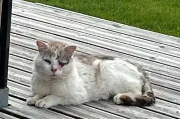 Chat blanc taché marron blessé, Gestel - photo