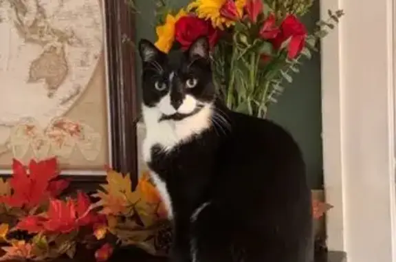 Lost Tuxedo Cat on Stagecoach Dr