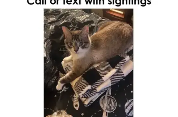 Lost Siamese Mix Cat on N. 76th Ave
