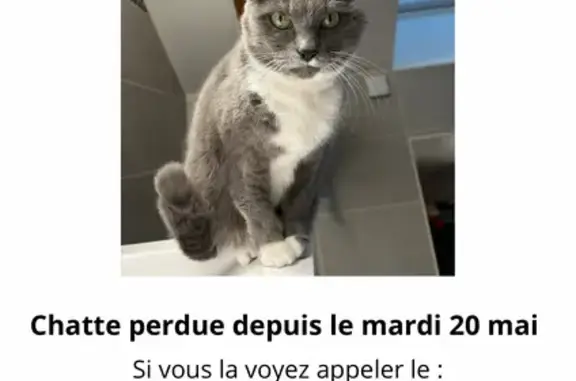 Chatte grise perdue à Domérat - photo