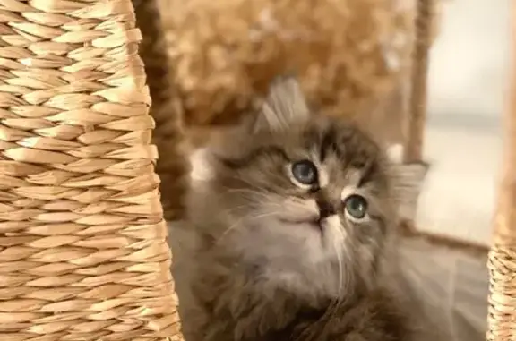 Chat perdu, , photo: Chaton perdu à Plouégat-Guérand