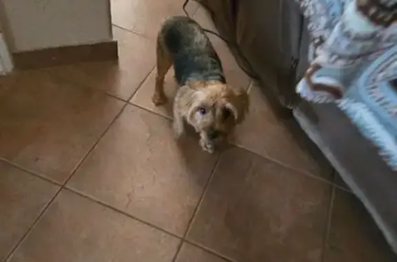 Found Sweet Yorkie Mix on Sea Pines Ln