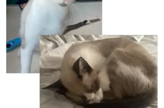 Gato Perdido: Único con Cola Negra en La Gangosa