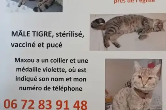 Chat tigré perdu à Berck - photo