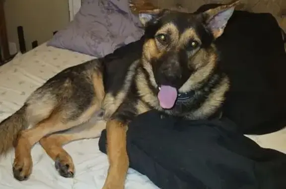 Lost Dog: Black & Brown, Red Collar