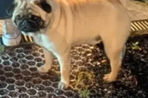 Chien trouvé Av. Constant Coquelin, Couilly - photo