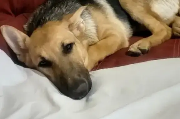 Lost Dog: Tan & Black, Foxfield Drive
