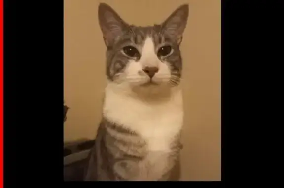 Lost Cat: 3-Yr-Old Male, Smudg...