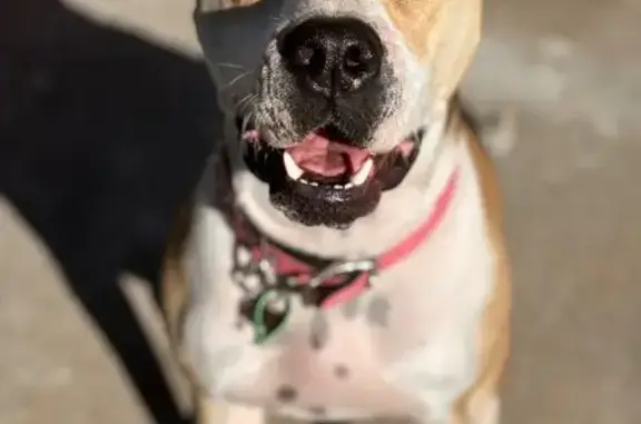 Lost Tan & White Dog on Cowper...