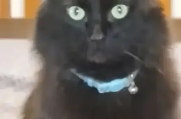 Lost Black Cat: Microchipped,...