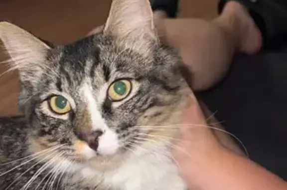 Lost: Affectionate Fluffy Cat in Richmond