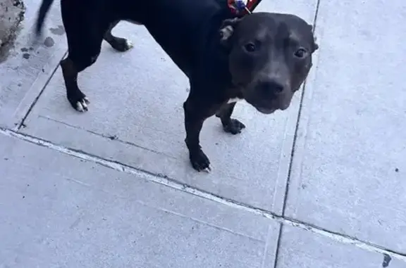 Friendly Black Pitbull Found i...