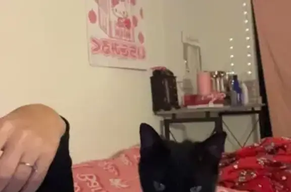 Lost Black Cat 'Blade' - SE 135th St