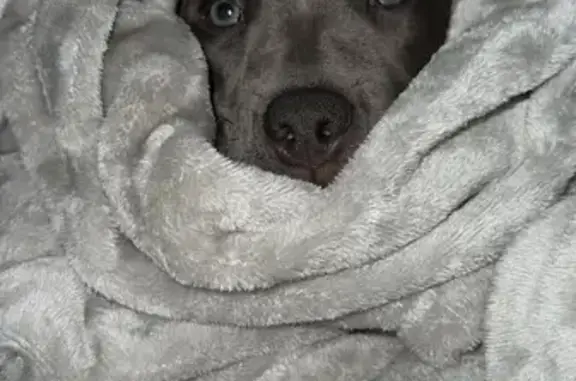Lost Dog: Blue Eyes, Heart Mark - Sanford