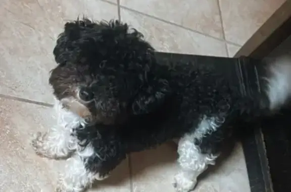 Lost Maltipoo: Black & White in Fort Worth