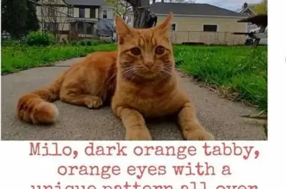 Lost Cat Alert: Summer St, Rockland