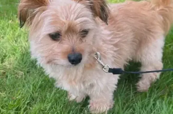 Lost Dog: Blue Collar, Long Hair - Happy Valley