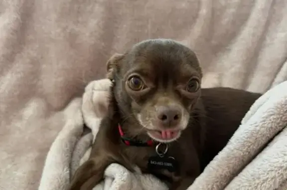 Lost Brown Chihuahua: Timid Bruno Missing