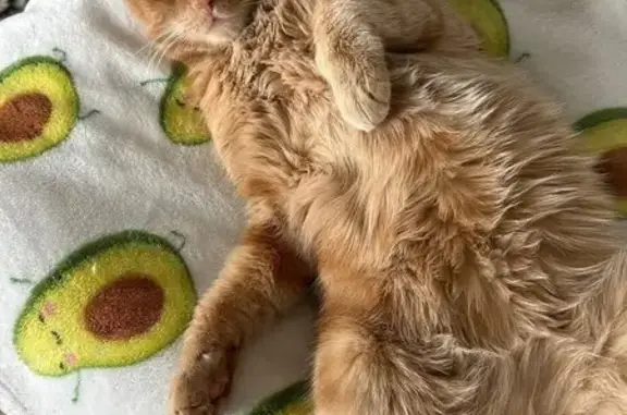 Lost Orange Tabby: Friendly & Scrappy!