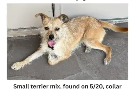 Found Terrier Mix on Fondren R...
