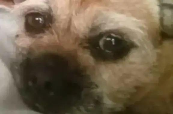 ¡Perrita Extraviada en CDMX! Pug-Maltés