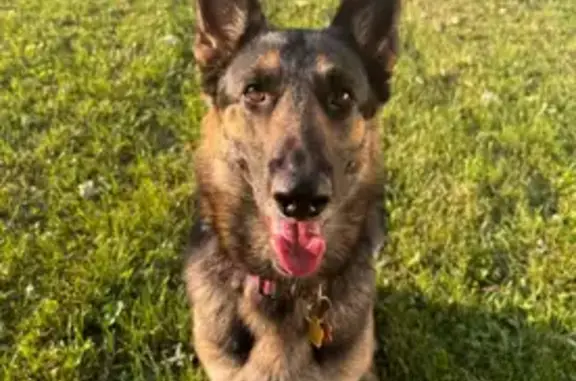 Lost Dog: Black Collar, Pink Lettering