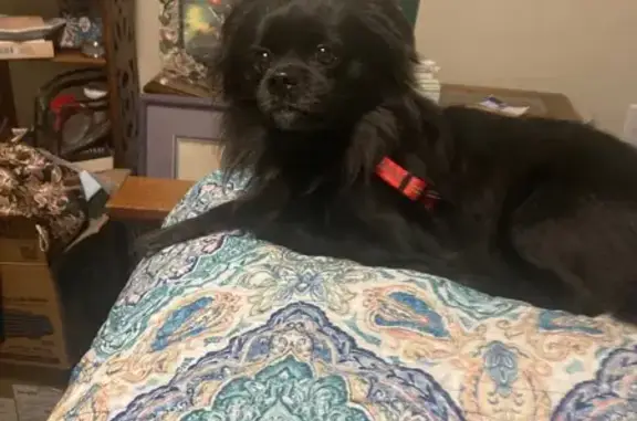 Found dog, Marysville