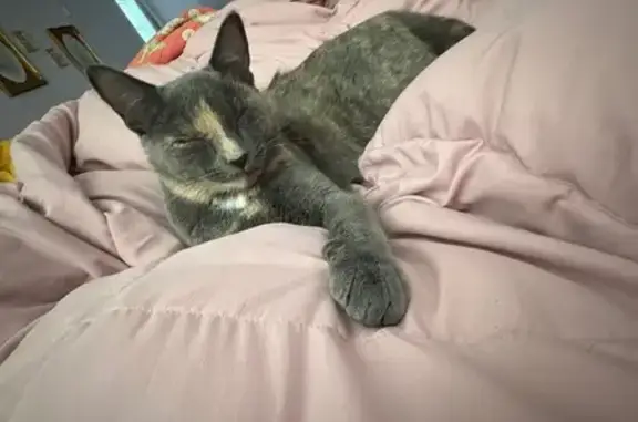 Lost Cat Alert: Milford's Argos Corner