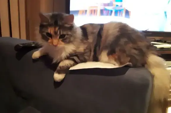 Missing Tortoiseshell Cat in M...