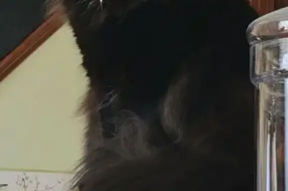 Lost Black Cat: Milton St, Putnam CT