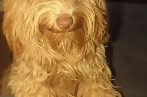 Lost Cream Dog in Adelaide: He...
