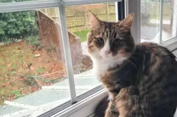 Lost Tabby Cat in Stoke Poges Area