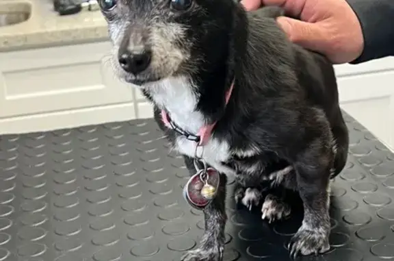 Lost: Senior Black Chihuahua in Pawtucket