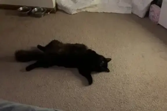 Lost Cat: Bright Eyes on Drayton Rd
