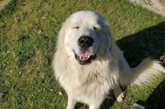 Lost Great Pyrenees: Sweet Pasture Protector