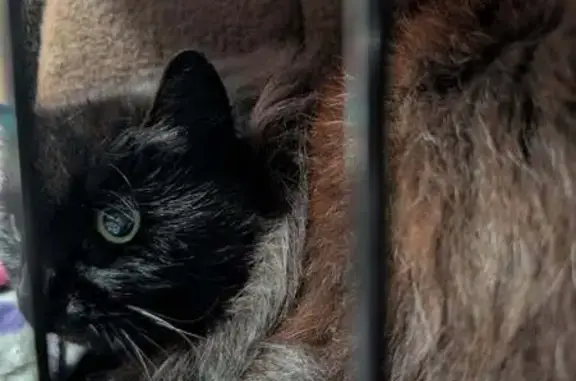Found Cat: Black Face, Green Eyes, Waltham