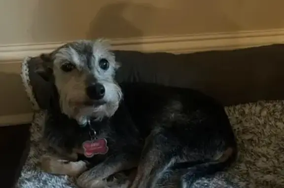 Lost Schnauzer Mix in Lakeview, NOLA