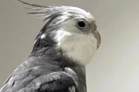 Lost Friendly Grey Bird: Nobel...