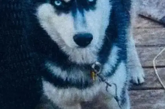 Lost Black & White Husky in Minneapolis
