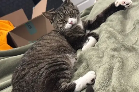 Lost Tabby: Brown/Grey with White Markings