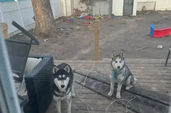 Lost Gray & White Dog - Bennett Family