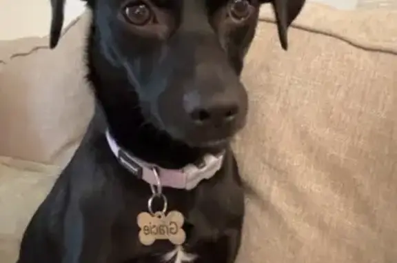 Lost Black Chihuahua Mix: Help Find Gracie!