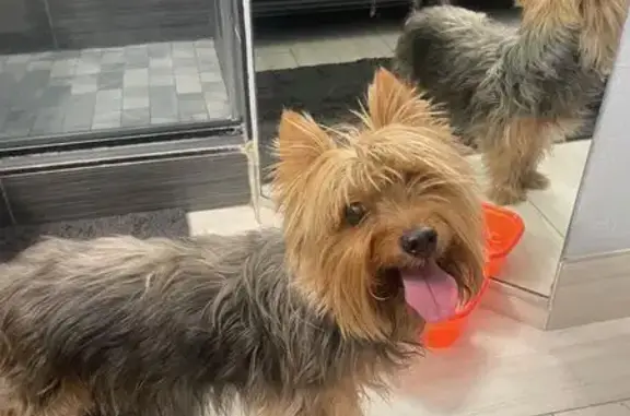 Found Male Yorkie Mix on East...