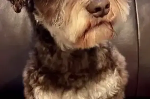 Lost Schnauzer: Brown, Green Collar, Norfolk