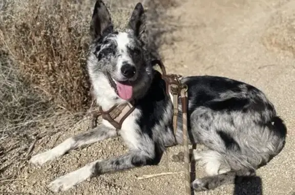 Lost Border Collie: Ollie in Baldwin Park