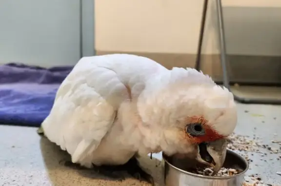 Found Tame Long-billed Corella in Ryde