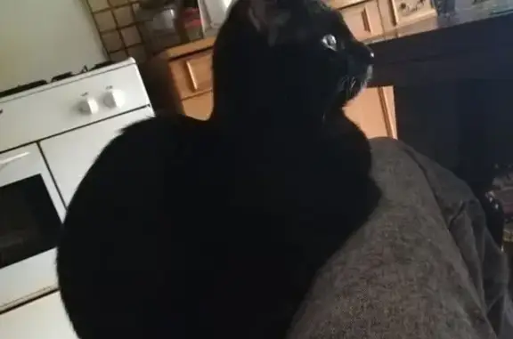 Chat perdu, Plumelec, photo: Chatte perdue à Plumelec, 11 mois