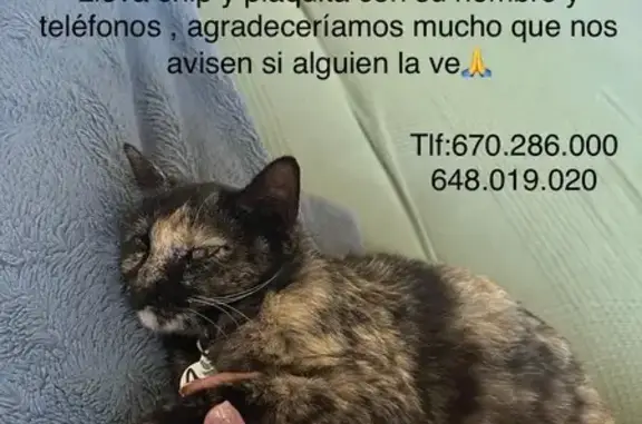 Buscamos a Gata Asustadiza y C...