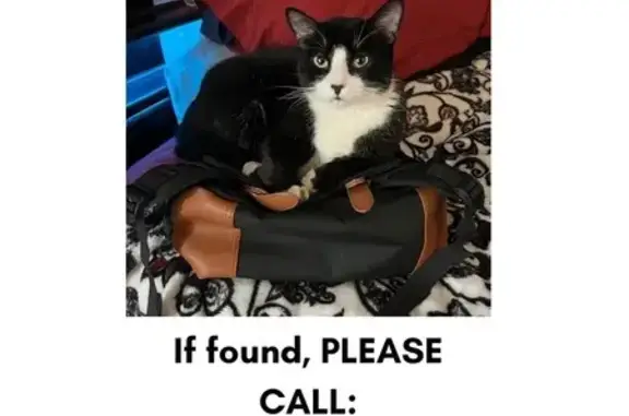 Friendly Tuxedo Cat Lost in Youngsville