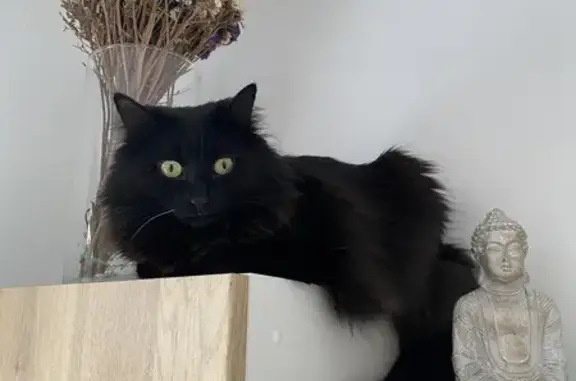 Chat perdu, , photo: Chatte perdue à Sailly-le-Sec
